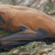 Descubrieron una nueva especie de murciélago que habita en el sur de Santa Fe.