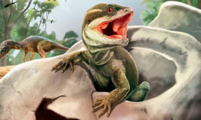 Hallaron en San Juan el eslabón perdido en la evolución de los lagartos.
