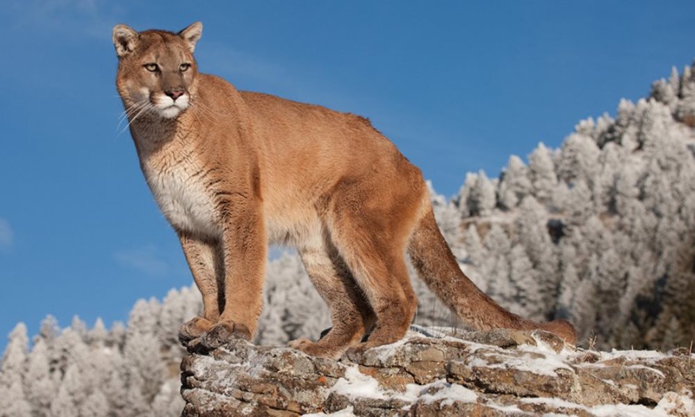 Rescataron a un Puma que era vendido por internet. Rescataron a un Puma que era vendido por internet.