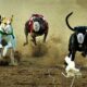 La Asociación Civil Animales y Tradiciones de San Juan se manifestará para que regresen las carreras de galgos.