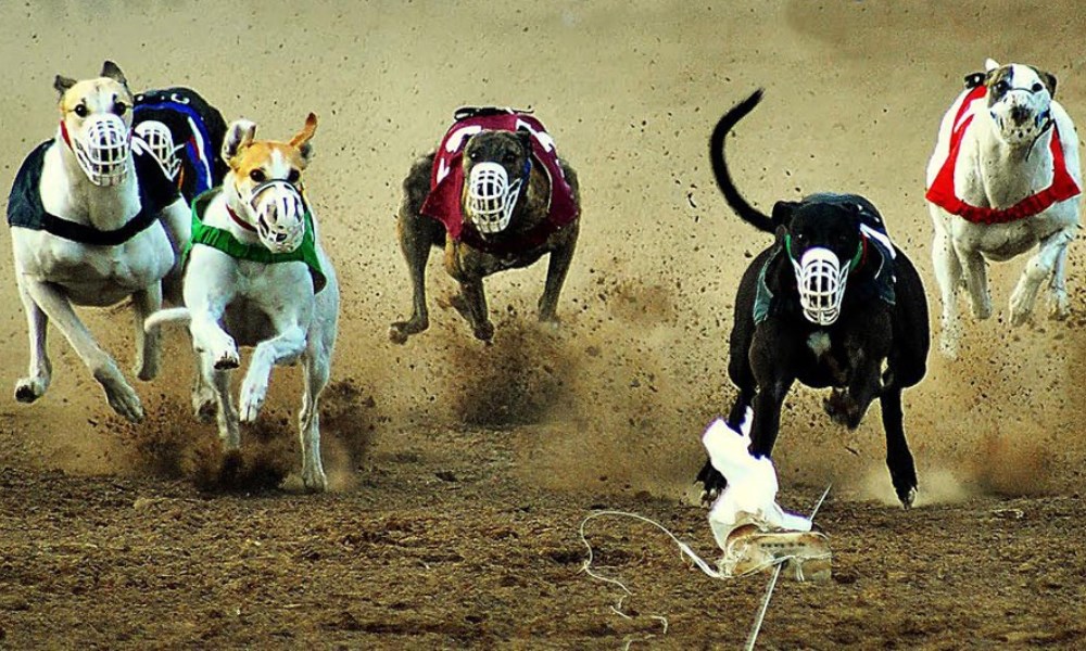 La Asociación Civil Animales y Tradiciones de San Juan se manifestará para que regresen las carreras de galgos. La Asociación Civil Animales y Tradiciones de San Juan se manifestará para que regresen las carreras de galgos.