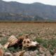Crisis hídrica: Argentina se suma a las regiones latinoamericana de menor caudal en sus cuencas hídricas.