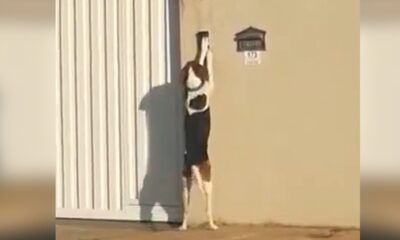 En Brasil, un perro toca el timbre para entrar a su casa luego de sus paseos.