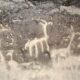 Neuquén: Encuentran dos cuevas naturales con arte rupestre de 500 años de antigüedad.