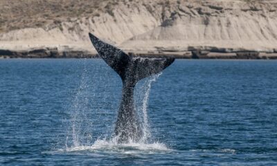 Maltrato animal en Ushuaia: Un velero embistió intencionalmente a una ballena y buscan a sus ocupantes.
