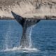 Maltrato animal en Ushuaia: Un velero embistió intencionalmente a una ballena y buscan a sus ocupantes.