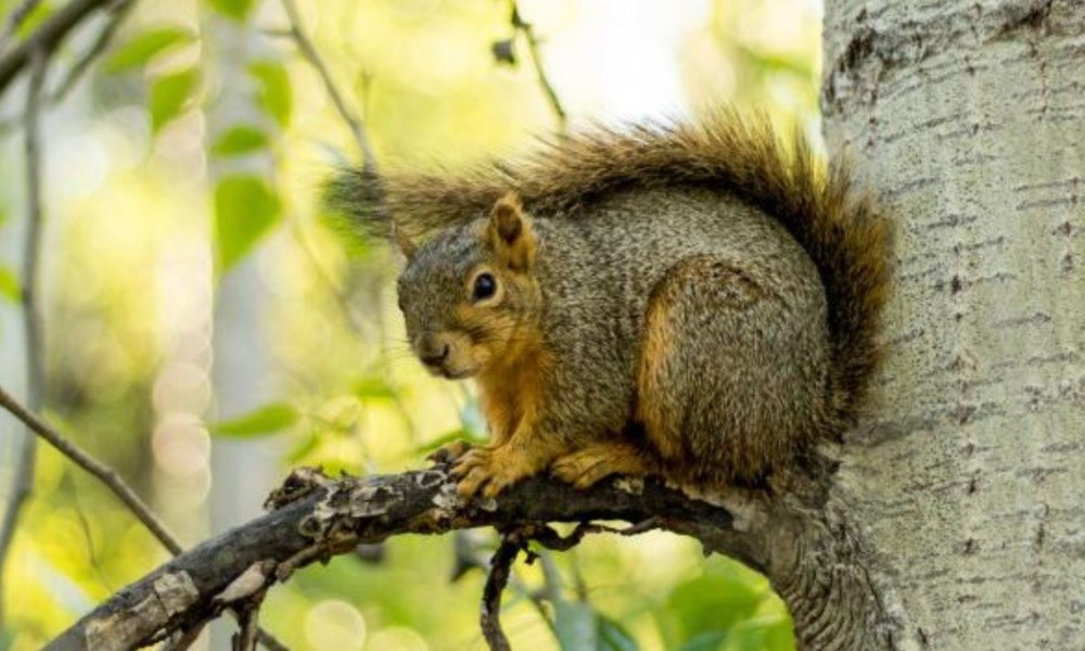 Advierten del riesgo de peste en California tras encontrar el patógeno en ardillas infectadas. Advierten del riesgo de peste en California tras encontrar el patógeno en ardillas infectadas.