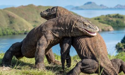 Indonesia: la polémica construcción de un «Jurassic Park» con los dragones de Komodo.