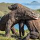 Indonesia: la polémica construcción de un «Jurassic Park» con los dragones de Komodo.