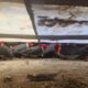 Operativos de fauna: siete actas de infracción y 58 aves recuperadas.