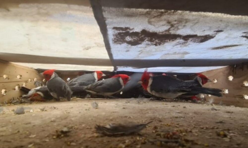 Operativos de fauna: siete actas de infracción y 58 aves recuperadas. Operativos de fauna: siete actas de infracción y 58 aves recuperadas.