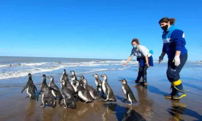 Liberaron a 14 pingüinos magallánicos rescatados en la costa bonaerense.