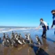 Liberaron a 14 pingüinos magallánicos rescatados en la costa bonaerense.