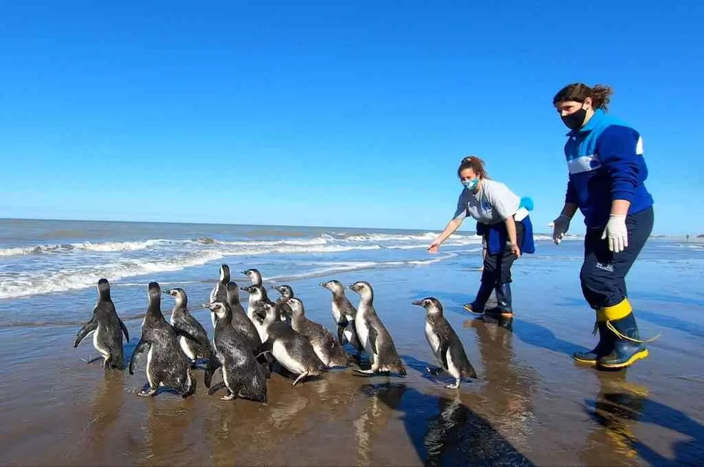 Liberaron a 14 pingüinos magallánicos rescatados en la costa bonaerense. Liberaron a 14 pingüinos magallánicos rescatados en la costa bonaerense.
