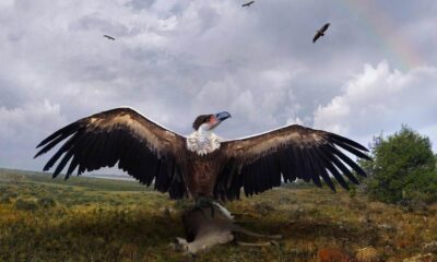 En Argentina, descubrieron los fósiles de las aves voladoras más gigantescas de todos los tiempos.