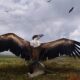 En Argentina, descubrieron los fósiles de las aves voladoras más gigantescas de todos los tiempos.