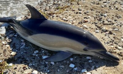 Aparecieron 16 delfines muertos en la playa de Río Negro.