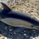 Aparecieron 16 delfines muertos en la playa de Río Negro.