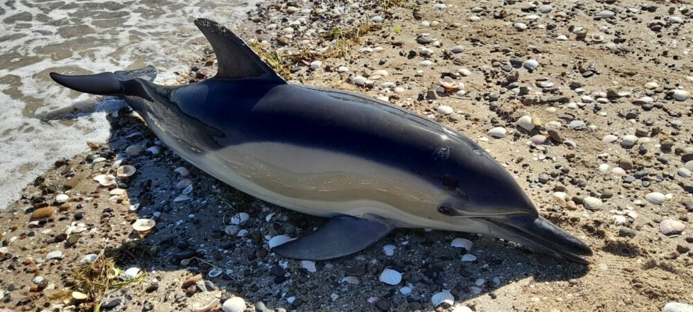 Aparecieron 16 delfines muertos en la playa de Río Negro. Aparecieron 16 delfines muertos en la playa de Río Negro.