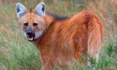 Un zorro roba una cámara y se da a la fuga mientras se graba la lengua.