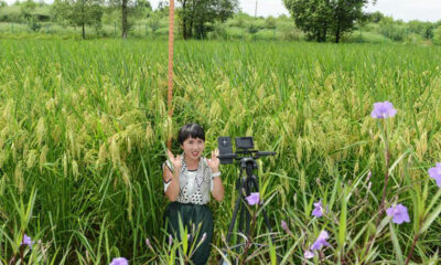 China cultiva con éxito ‘arroz gigante’ de 2 metros de altura y rinde récord.
