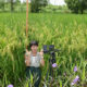 China cultiva con éxito ‘arroz gigante’ de 2 metros de altura y rinde récord.