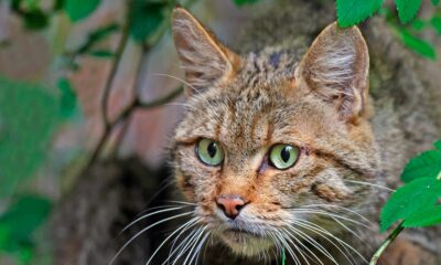 La extinción silenciosa del gato montés.