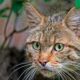 La extinción silenciosa del gato montés.