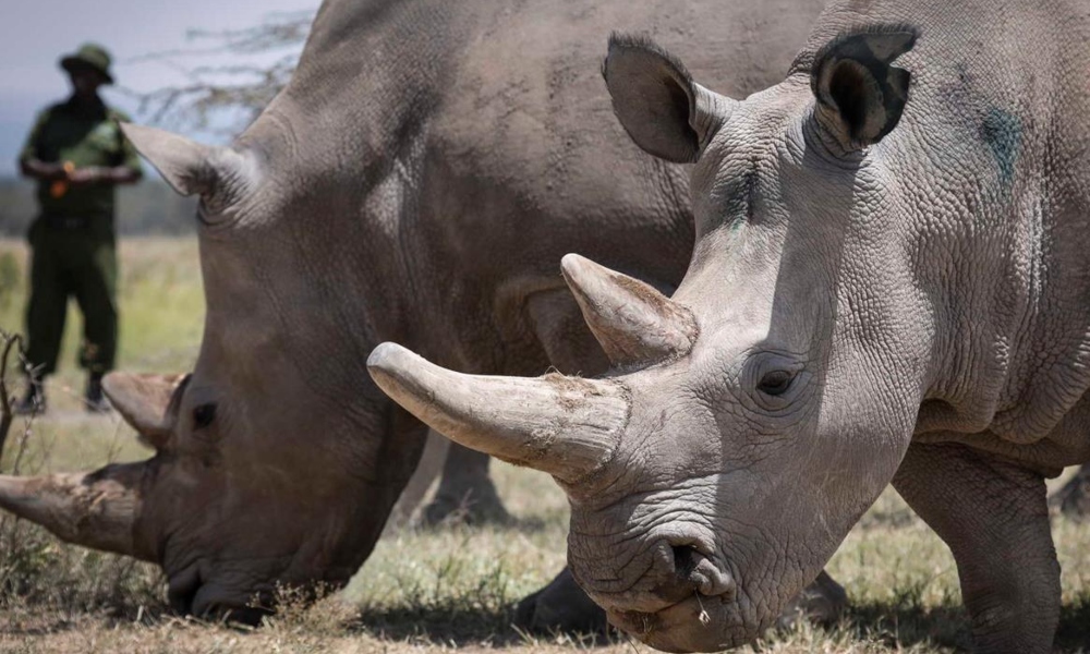 Los rinocerontes son representantes prehistóricos y están en peligro de extinción. Los rinocerontes son representantes prehistóricos y están en peligro de extinción.