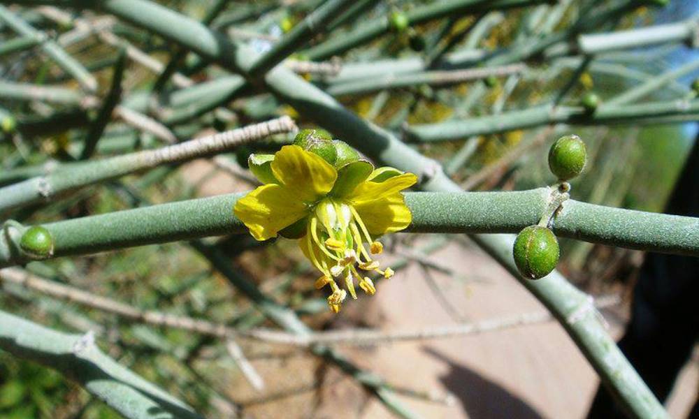 El Parque de la Biodiversidad entregará la flor local a cada escuela que visite sus instalaciones. El Parque de la Biodiversidad entregará la flor local a cada escuela que visite sus instalaciones.