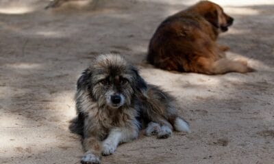 La Plata: Es declarado como «municipio no eutanásico de animales».