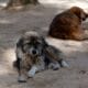 La Plata: Es declarado como «municipio no eutanásico de animales».