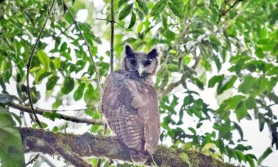 Captan a una especie de búho gigante después de 150 años.