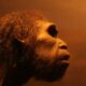 Nombran una nueva especie de humano primitivo que vivió hace 500.000 años.