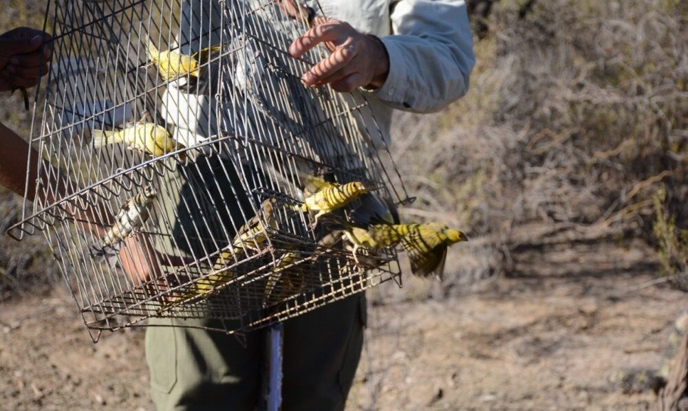 Día Nacional del Ave: el Faunistico liberó casi 100 aves. Día Nacional del Ave: el Faunistico liberó casi 100 aves.
