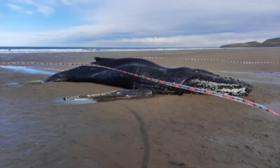 Chubut: Una ballena yubarta apareció muerta y piden a la población no acercarse.