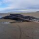 Chubut: Una ballena yubarta apareció muerta y piden a la población no acercarse.