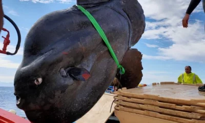 ¡Impresionante! Capturaron un pez luna gigante en España.