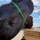 ¡Impresionante! Capturaron un pez luna gigante en España.
