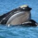 Estudio afirma que el calentamiento del océano afecta la supervivencia de la ballena franca austral.