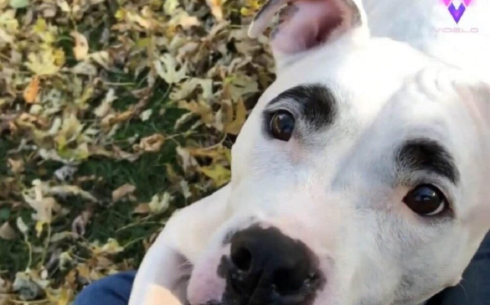 Las cejas de este perrito, que parecen pintadas, causan furor en las redes. Las cejas de este perrito, que parecen pintadas, causan furor en las redes.