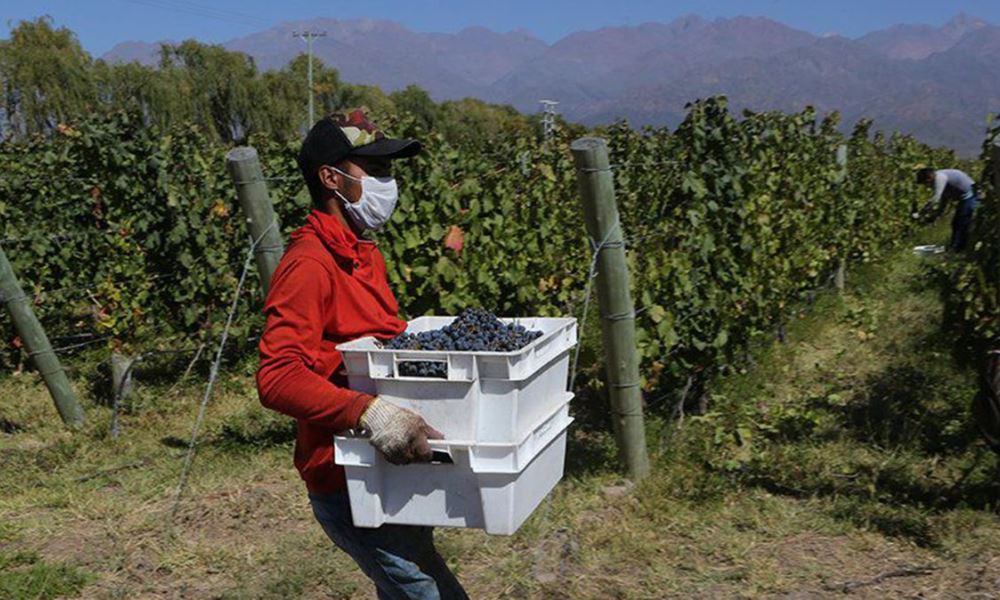 Los trabajadores de viña finalmente podrán jubilarse de modo anticipado. Los trabajadores de viña finalmente podrán jubilarse de modo anticipado.