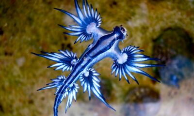 España: Aparecen “dragones azules”, una especie marina con una picadura mortal.