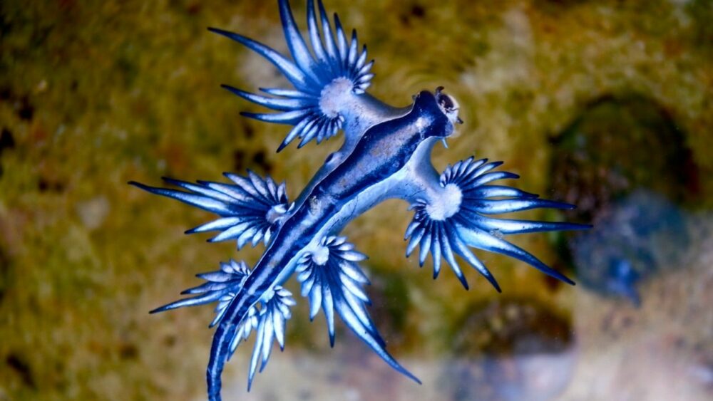 España: Aparecen “dragones azules”, una especie marina con una picadura mortal. España: Aparecen “dragones azules”, una especie marina con una picadura mortal.