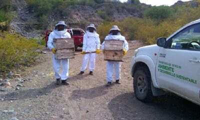 La comunidad Huarpe de Las Chacras comenzará a producir miel.