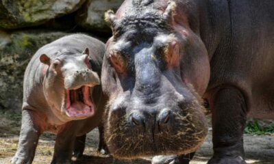 Colombia: Esterilizan a los hipopótamos de Pablo Escobar.