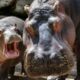 Colombia: Esterilizan a los hipopótamos de Pablo Escobar.