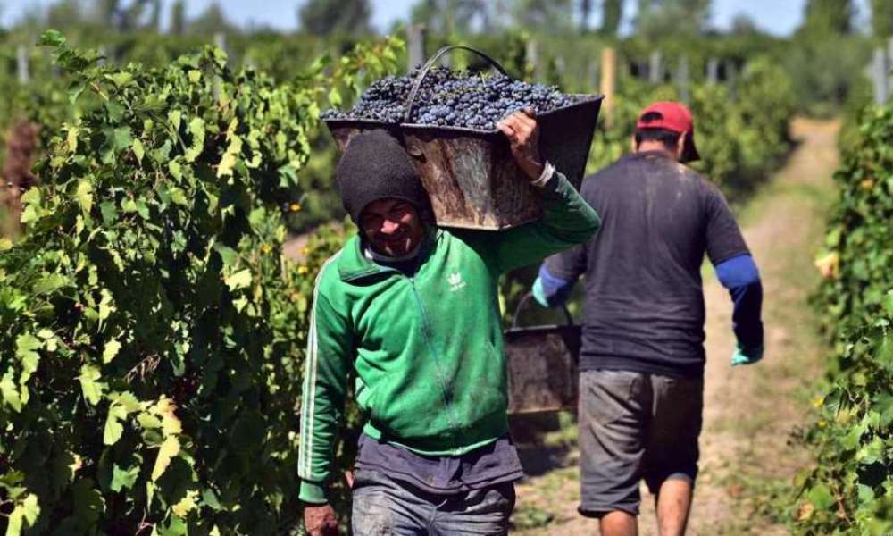 Los obreros de viña podrán tener una jubilación anticipada. Los obreros de viña podrán tener una jubilación anticipada.