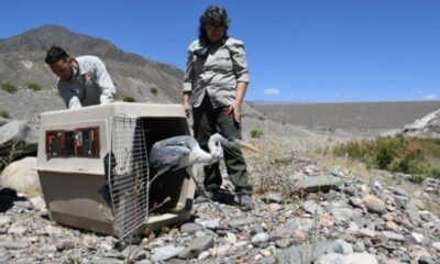 Ambiente liberó aves que se encontraban en rehabilitación.