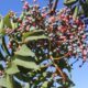 La información sobre los árboles de San Juan y Mendoza será recopilada en un libro.